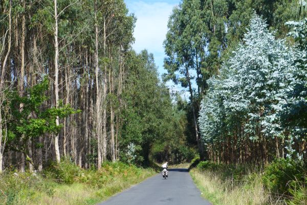 eucalyptusbomen